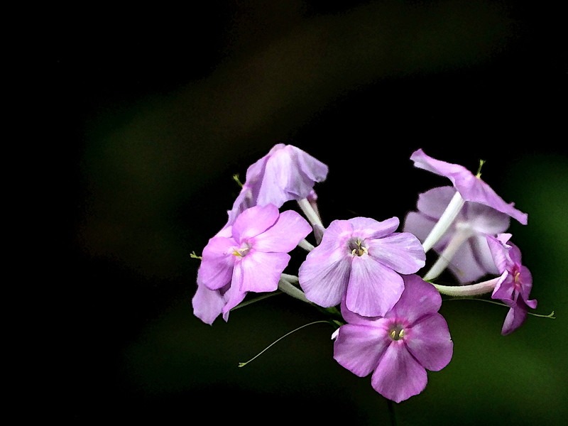 Wild Orchid- 02